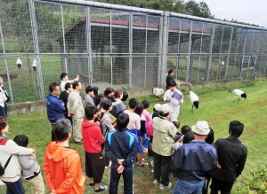 南野育成園タンチョウ