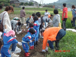 20141011芋ほり1