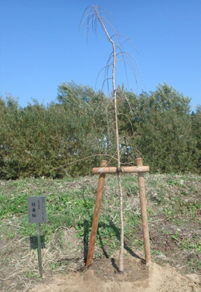 蒜山三平山下草刈り及び最終年度記念植樹